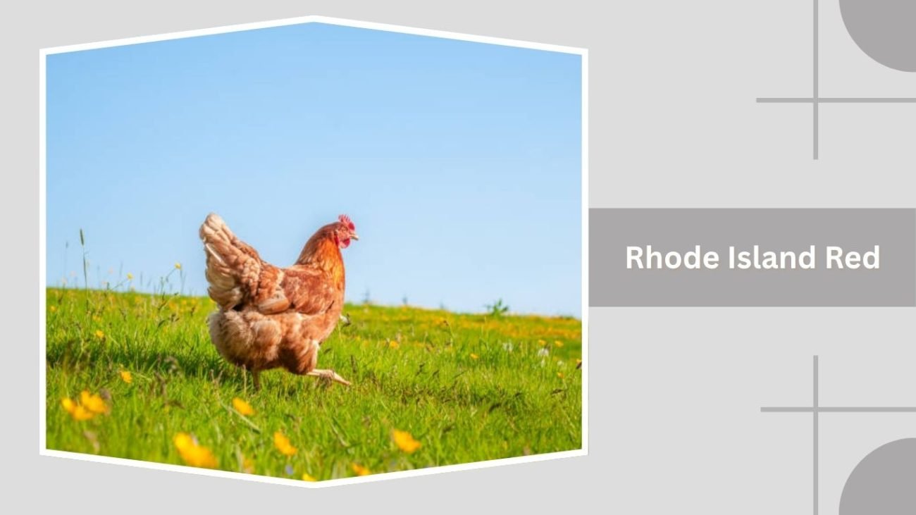 Rhode Island Red