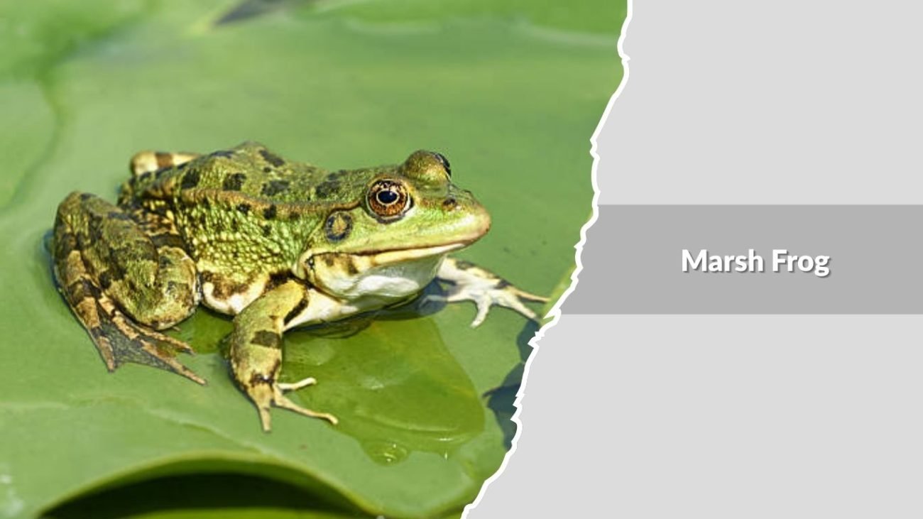 Marsh Frog
