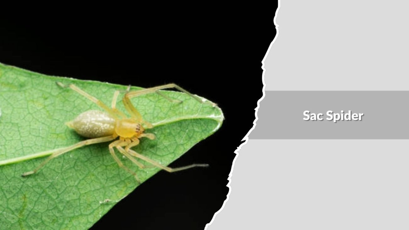 Sac Spider (Cheiracanthium species)