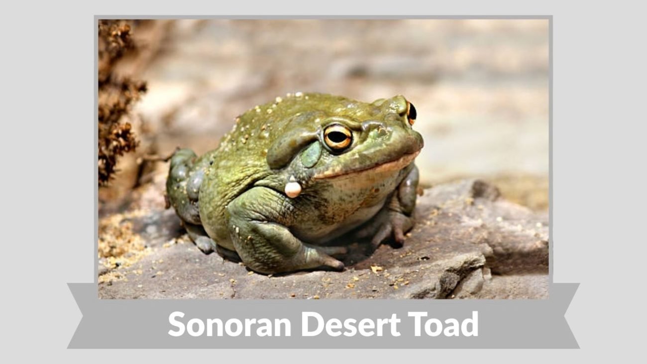 Sonoran Desert Toad