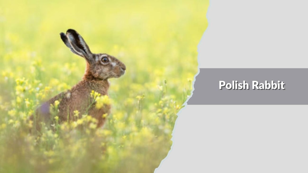 Polish Rabbit