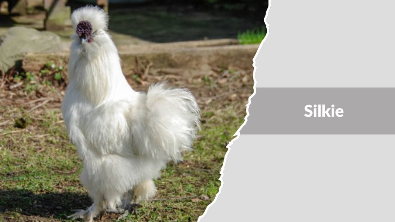  Silkie