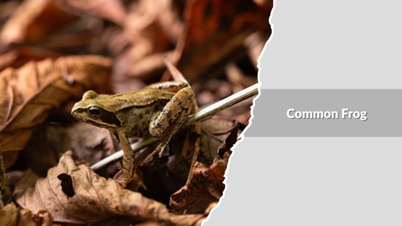 Common Frog