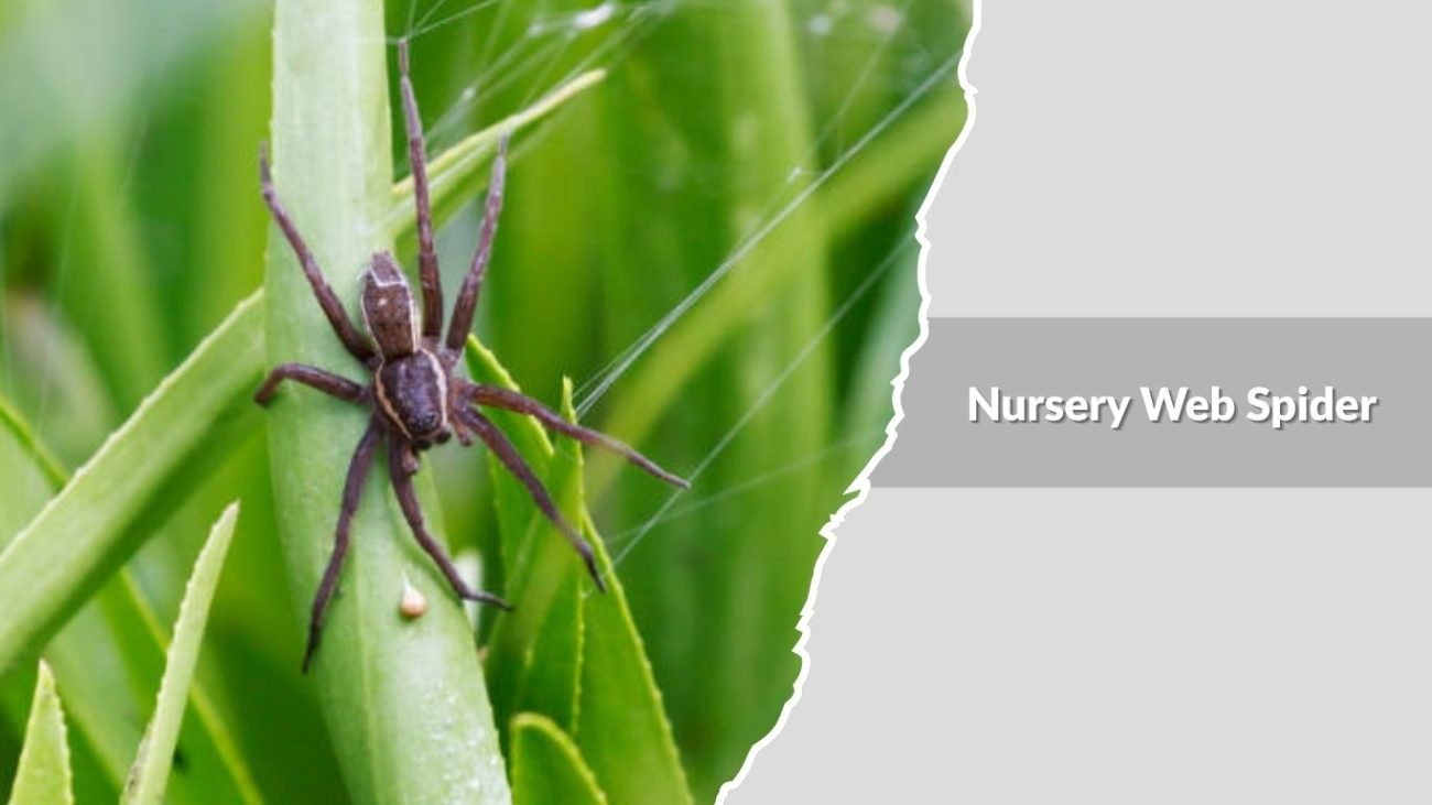 Nursery Web Spider (Pisaurina mira)
