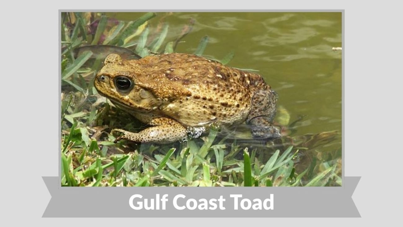 Gulf Coast Toad