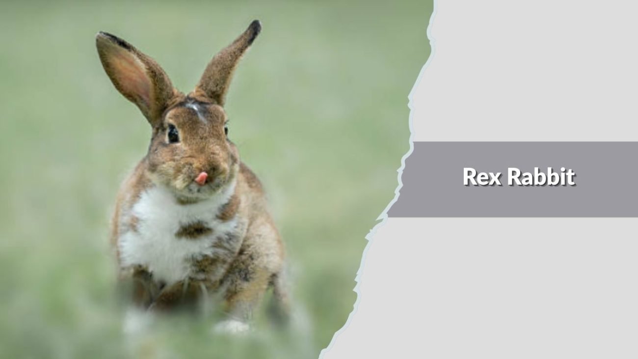 Rex Rabbit