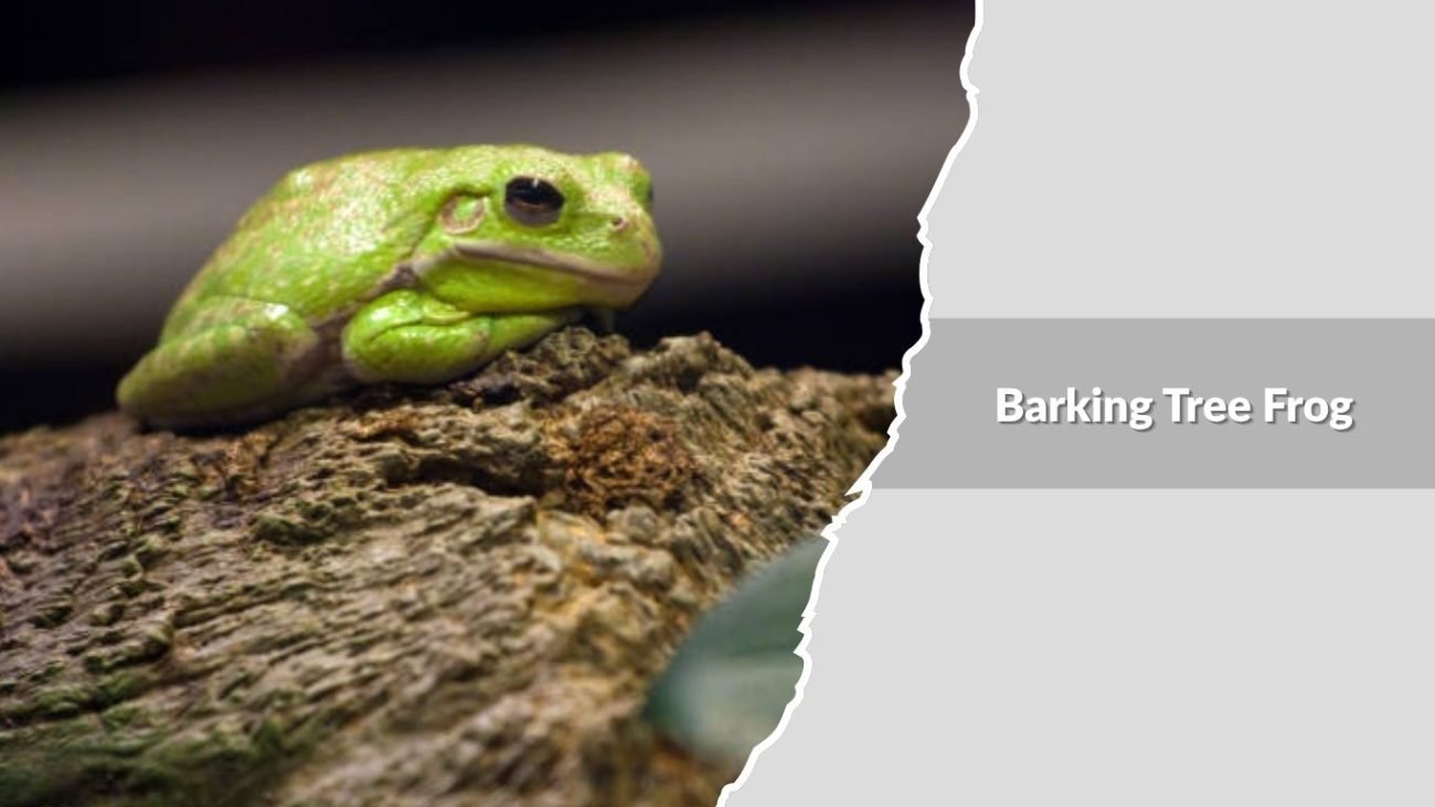 Barking Tree Frog