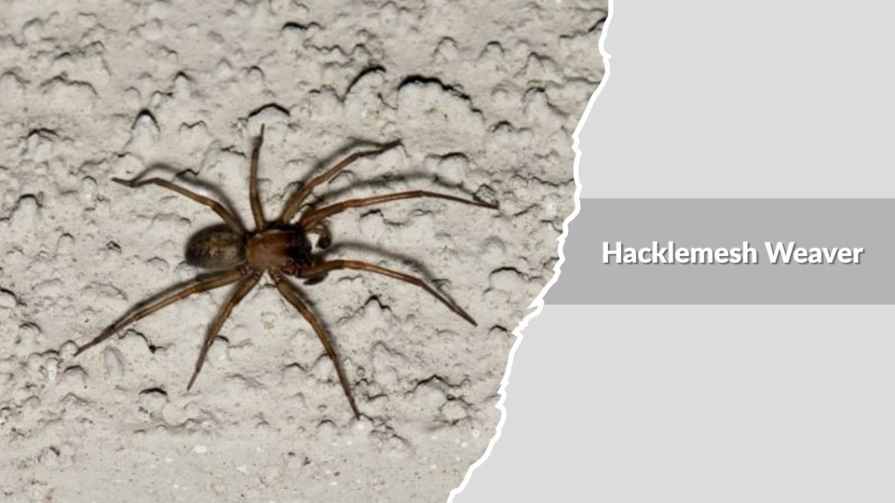 Hacklemesh Weaver (Amaurobiidae family)