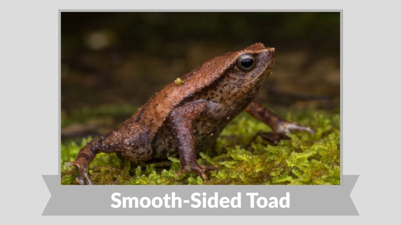 Smooth-Sided Toad