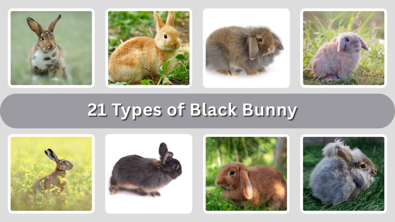 21 Types of Black Bunny: Habitat, Color Pattern & Personality
