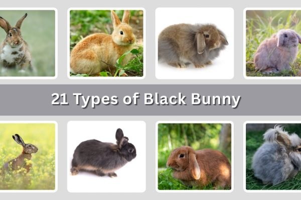 21 Types of Black Bunny: Habitat, Color Pattern & Personality
