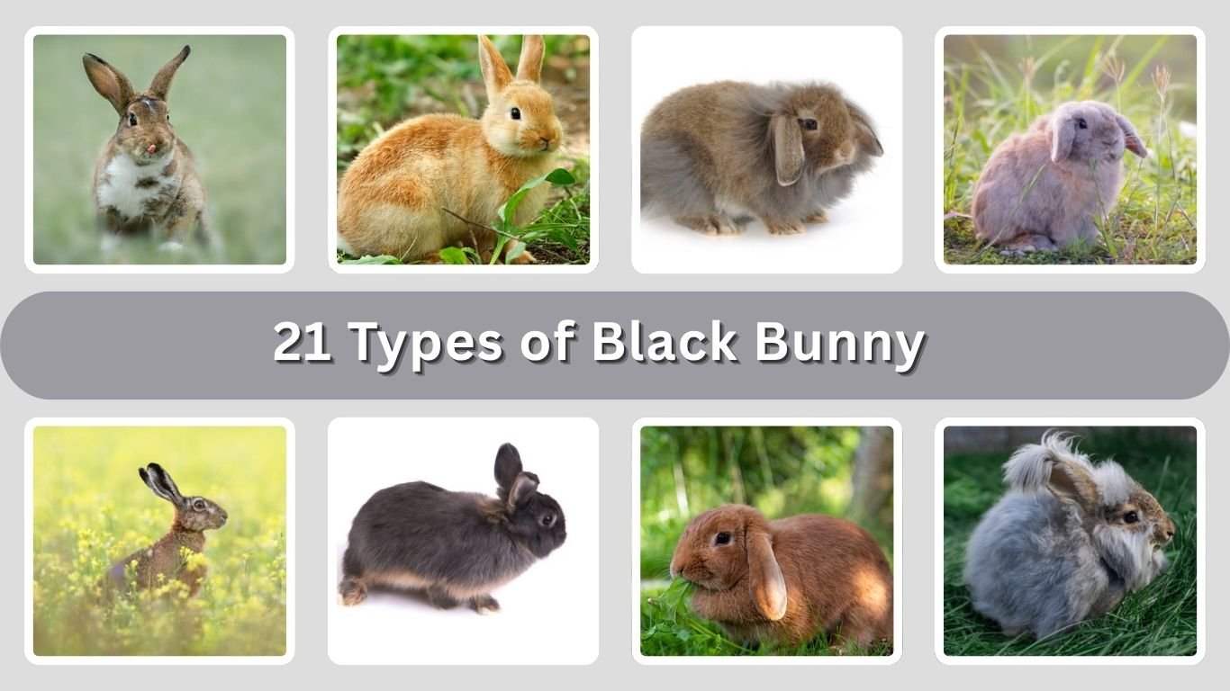 21 Types of Black Bunny: Habitat, Color Pattern & Personality