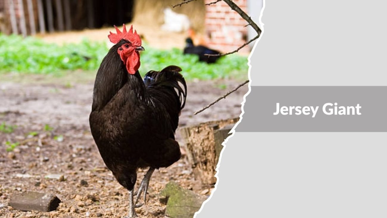Jersey Giant