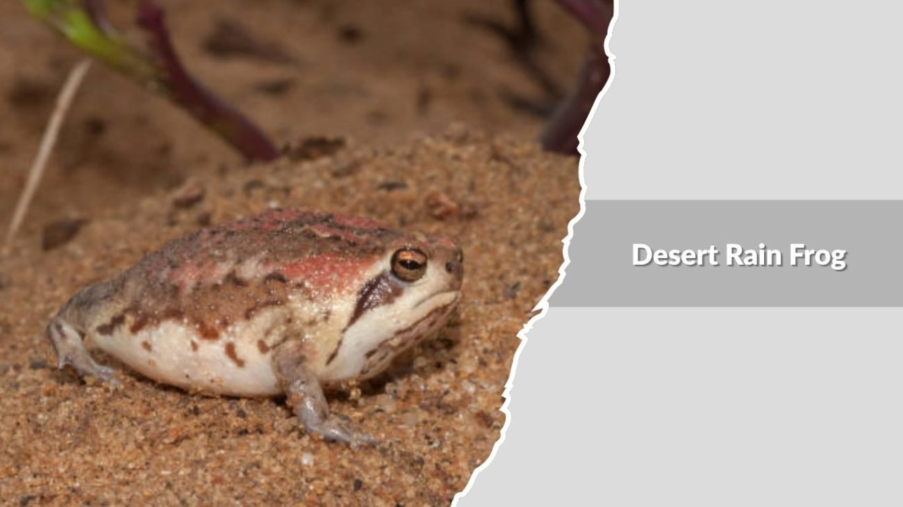 Desert Rain Frog