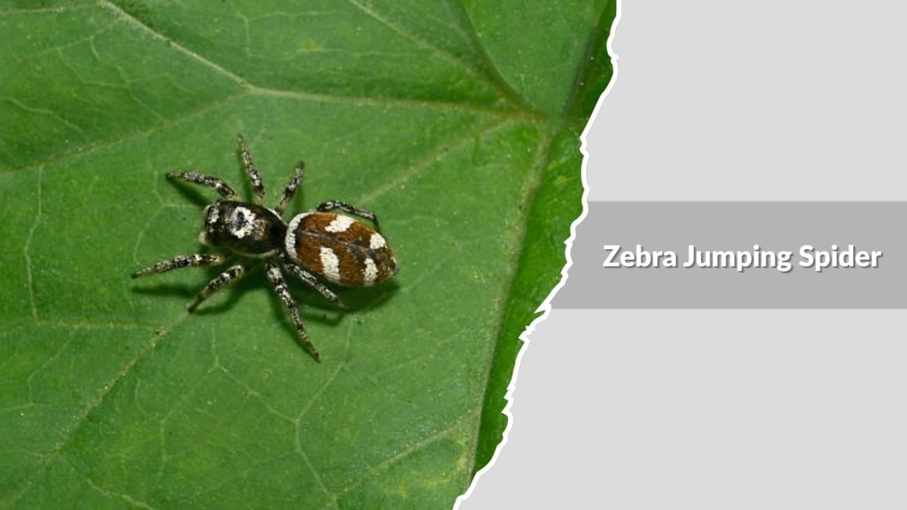 Zebra Jumping Spider (Salticus scenicus)