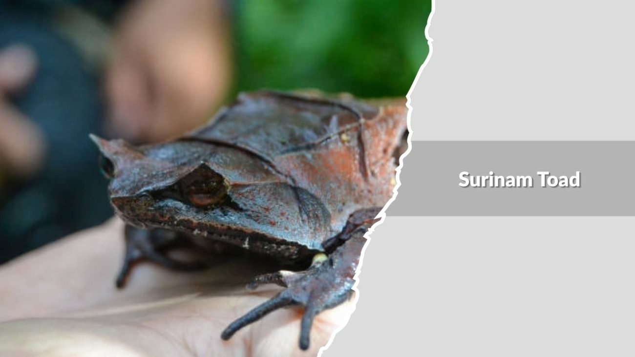 Surinam Toad