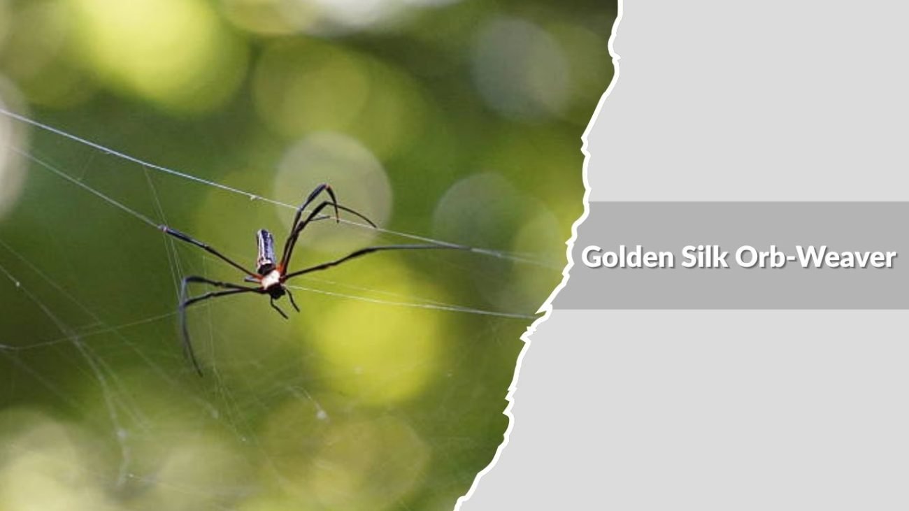 Golden Silk Orb-Weaver (Trichonephila clavipes)