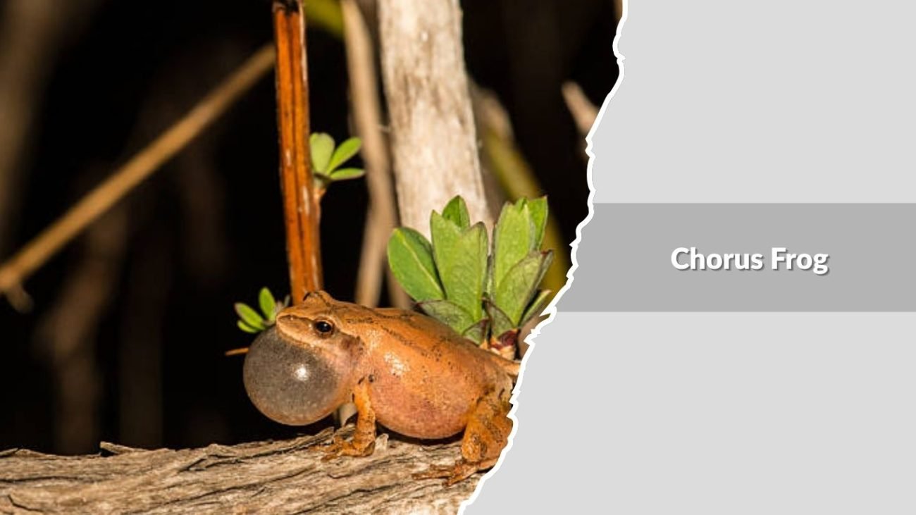 Chorus Frog