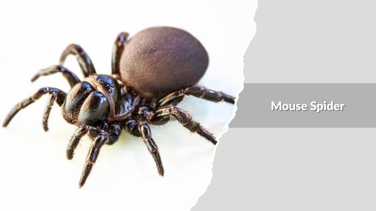 Mouse Spider (Scotophaeus blackwalli)