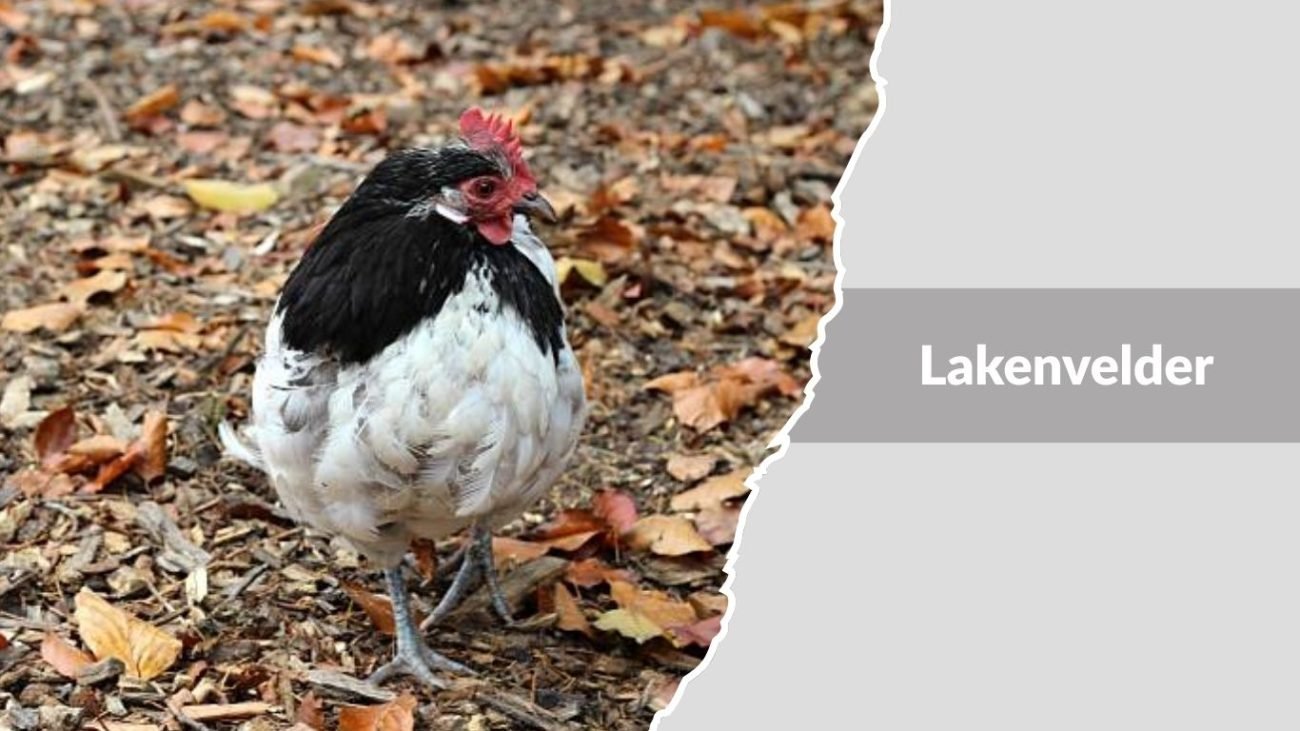 Lakenvelder