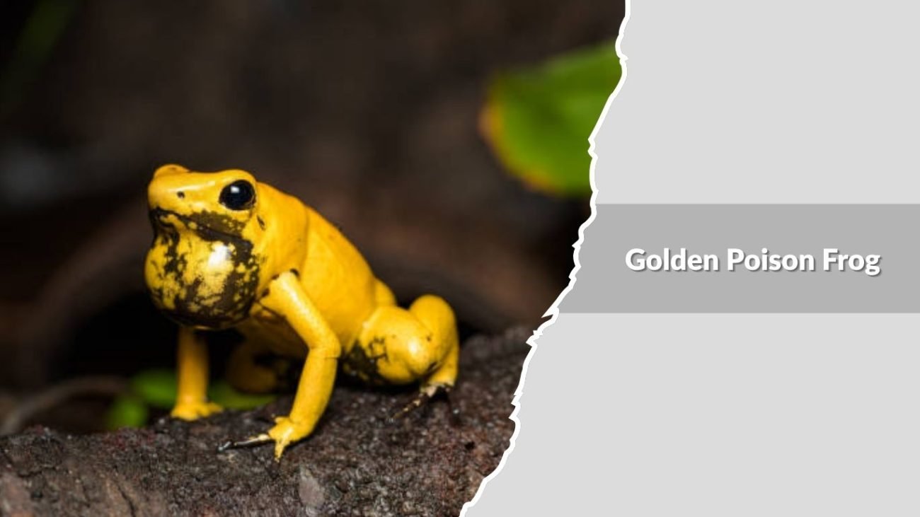 Golden Poison Frog