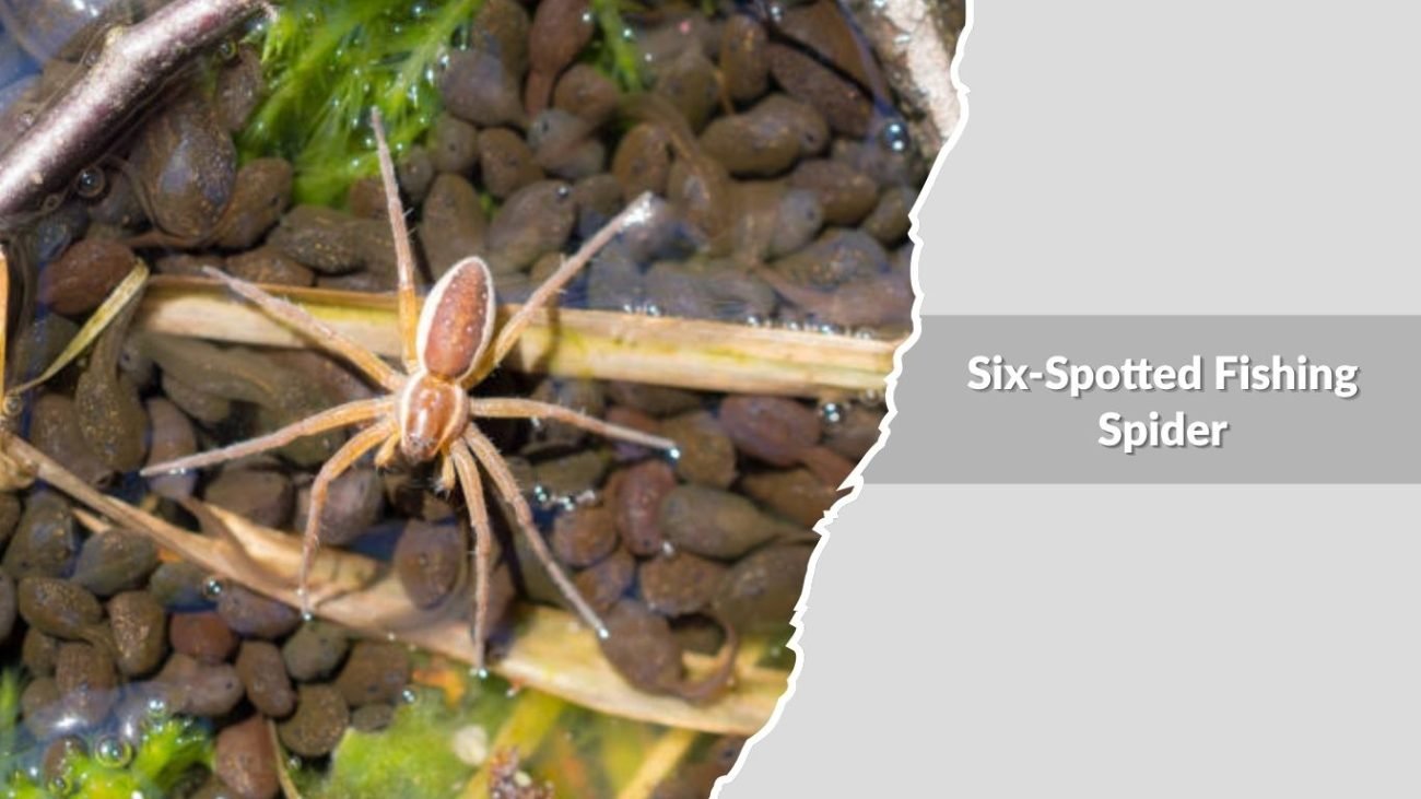 Six-Spotted Fishing Spider (Dolomedes triton)