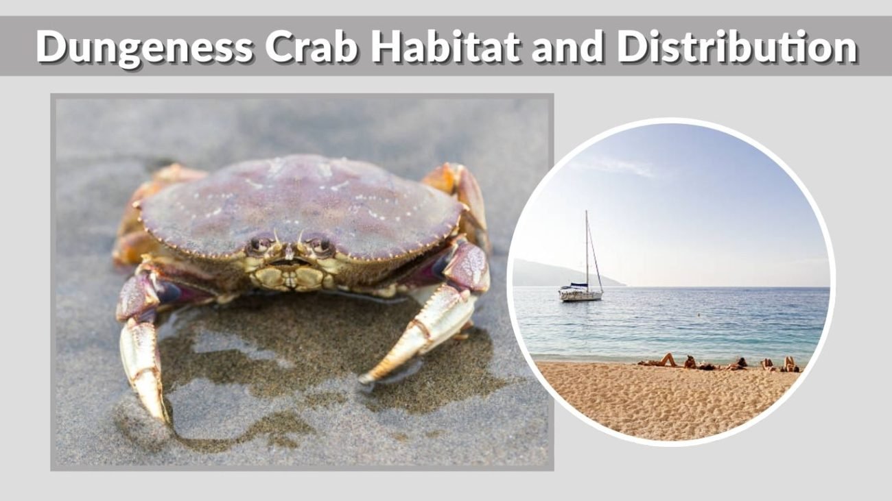 Dungeness Crab Habitat and Distribution
