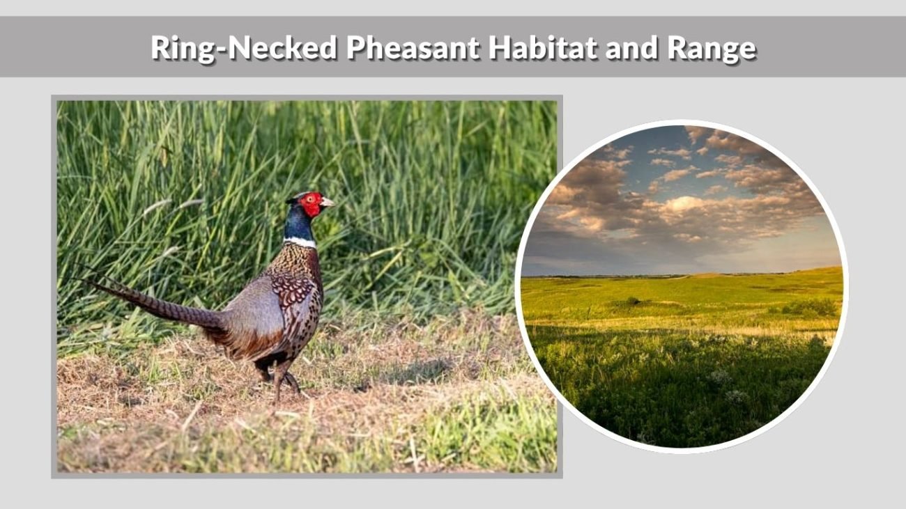 Ring-Necked Pheasant Habitat and Range