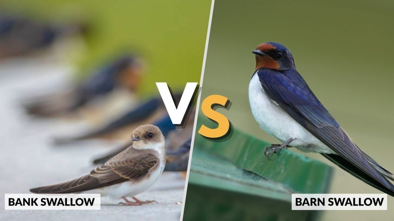 Bank Swallow vs Other Swallows