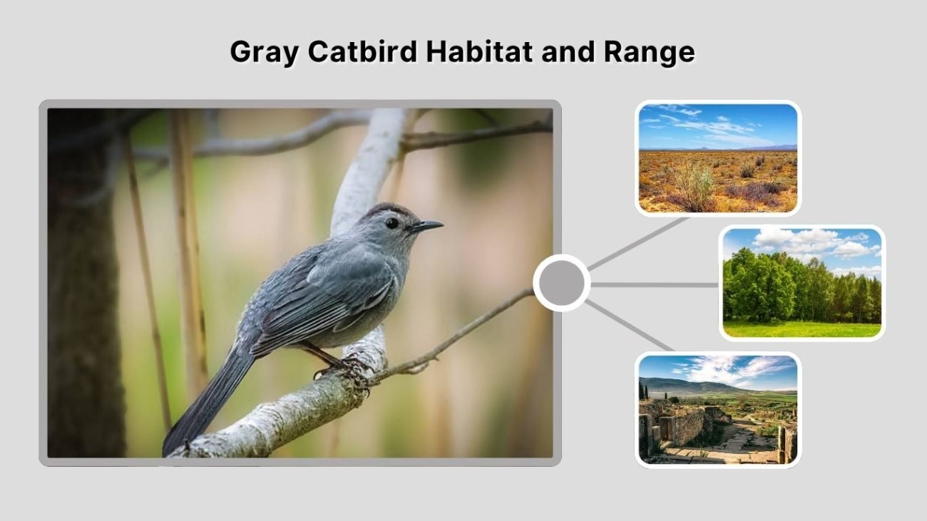 Gray Catbird Habitat and Range