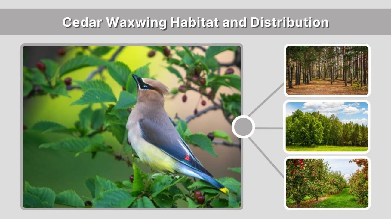 Cedar Waxwing Habitat and Distribution