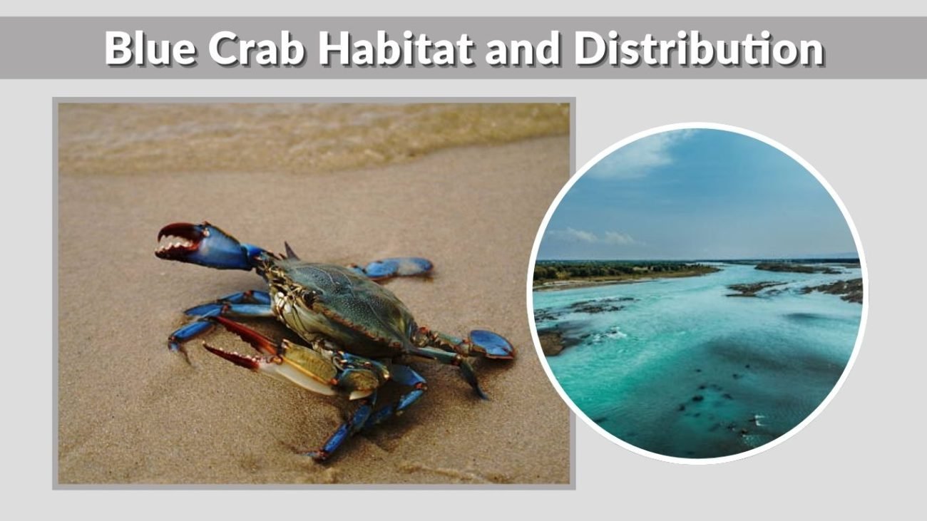 Blue Crab Habitat and Distribution