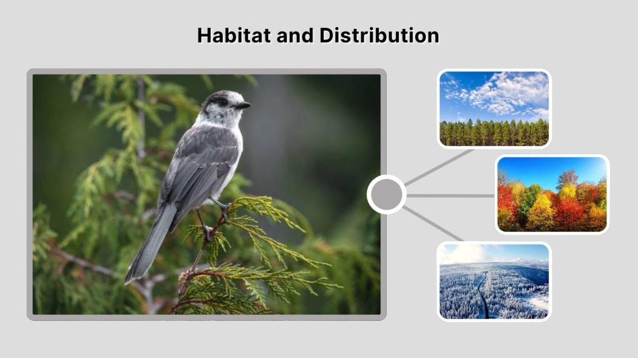 Habitat and Distribution