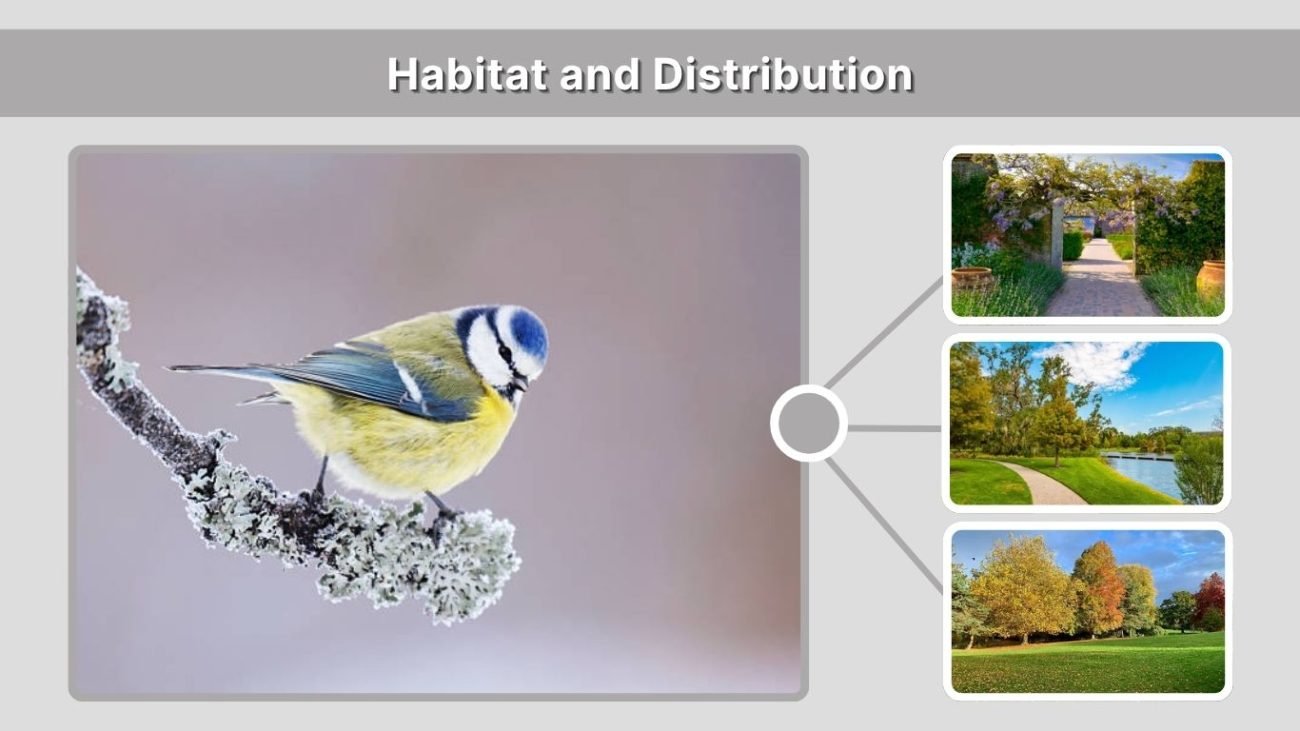 Habitat and Distribution