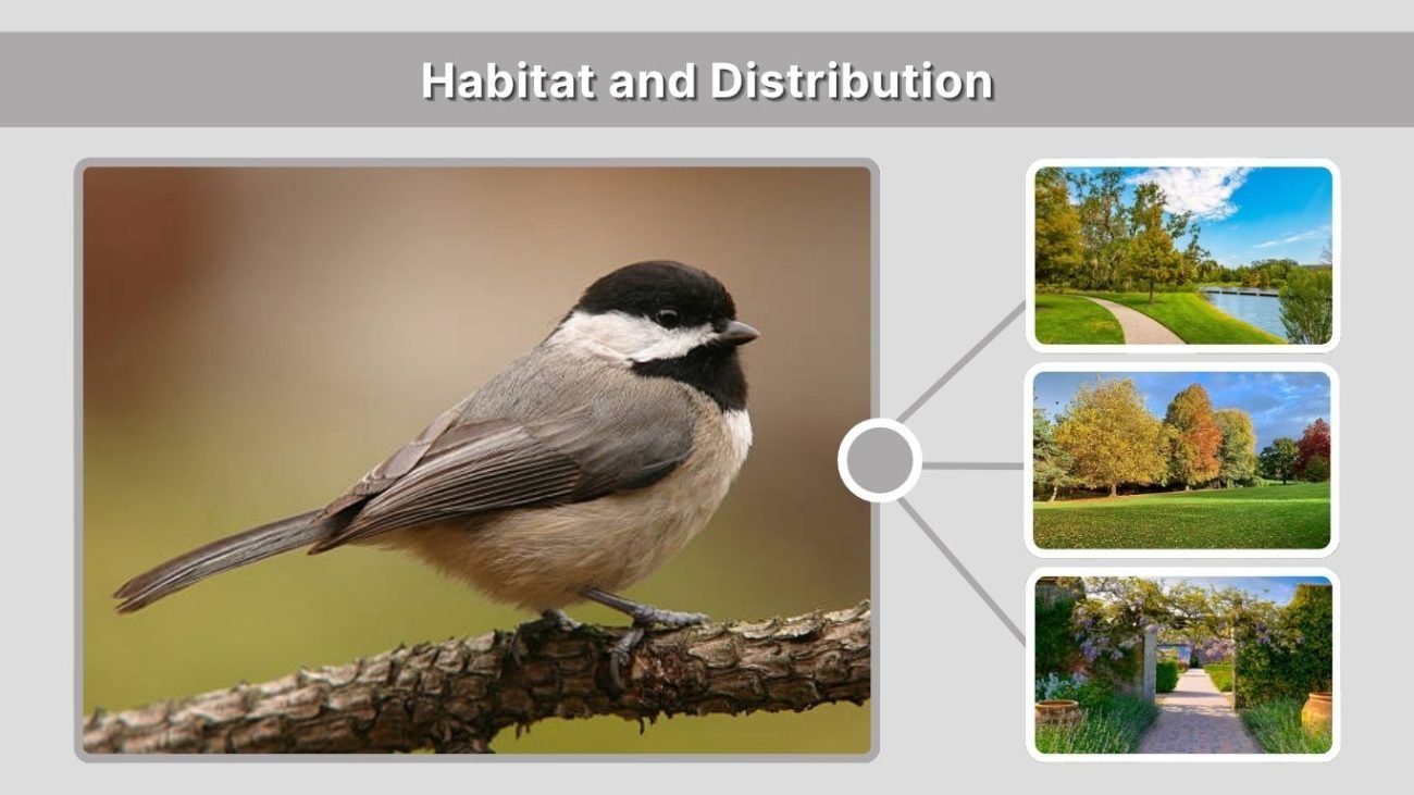 Habitat and Distribution