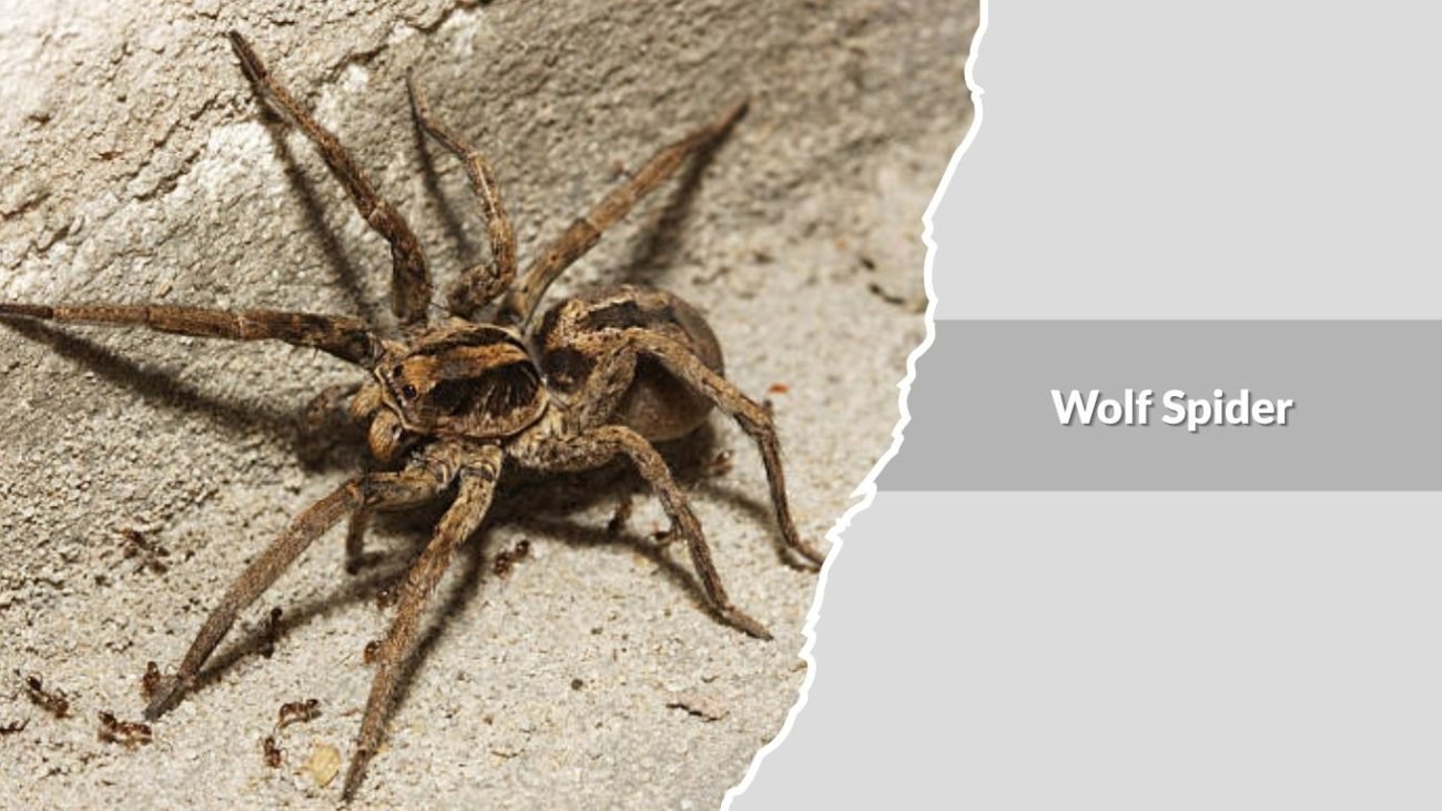 Wolf Spider (Lycosidae family)