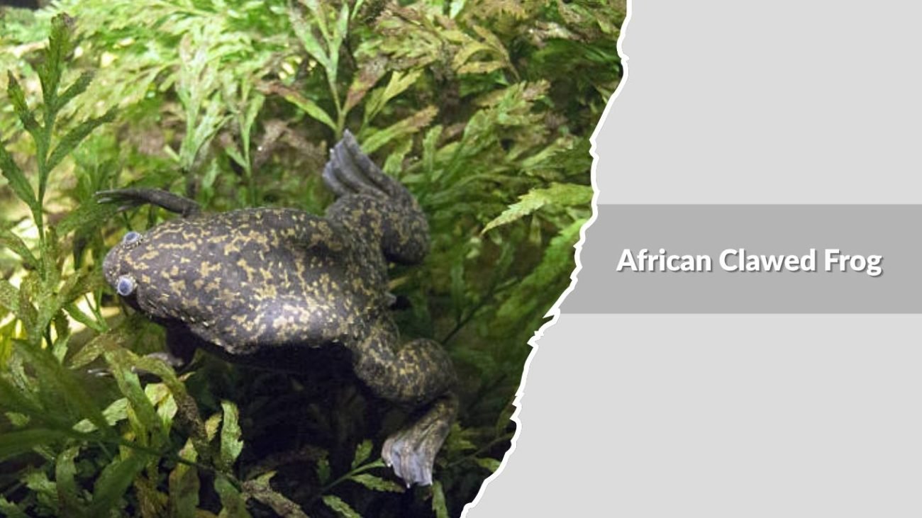 African Clawed Frog