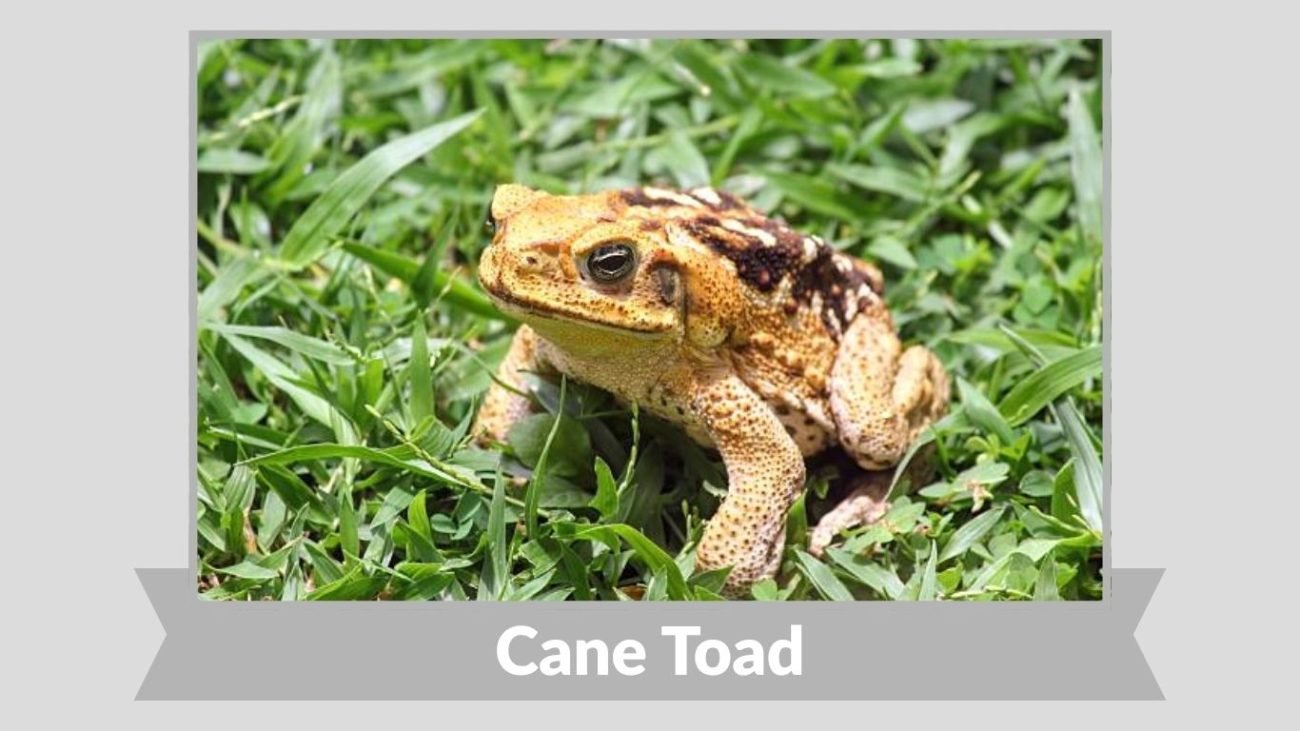 Cane Toad