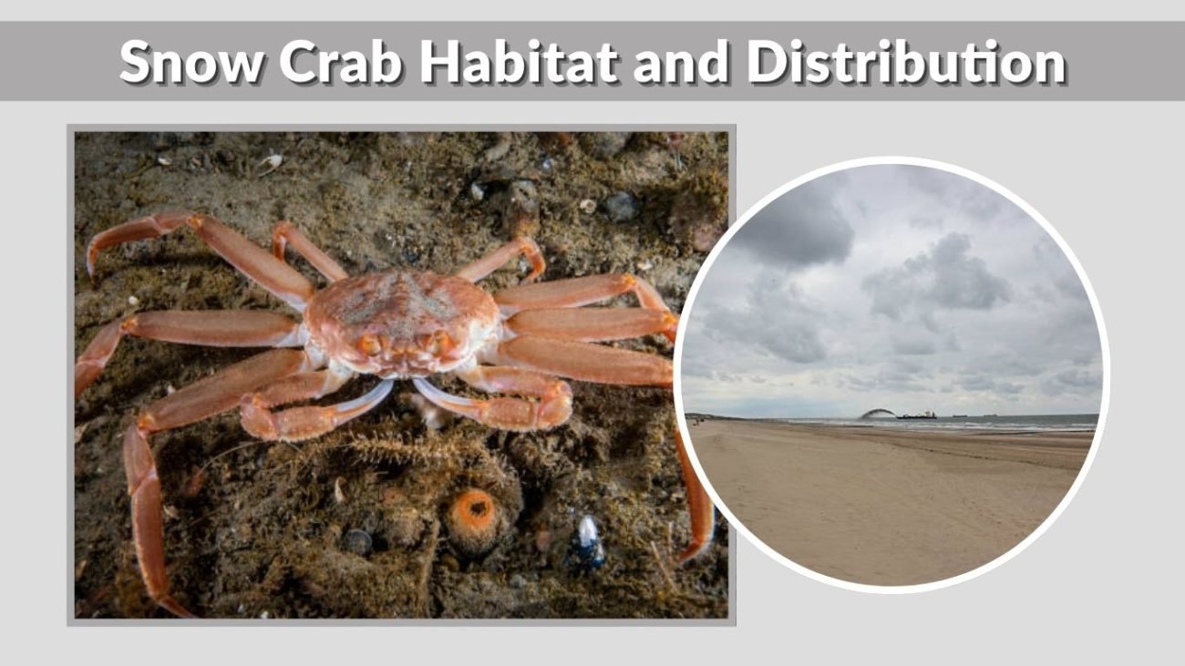 Snow Crab Habitat and Distribution