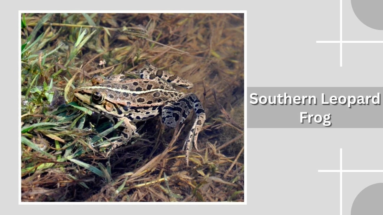 Southern Leopard Frog
