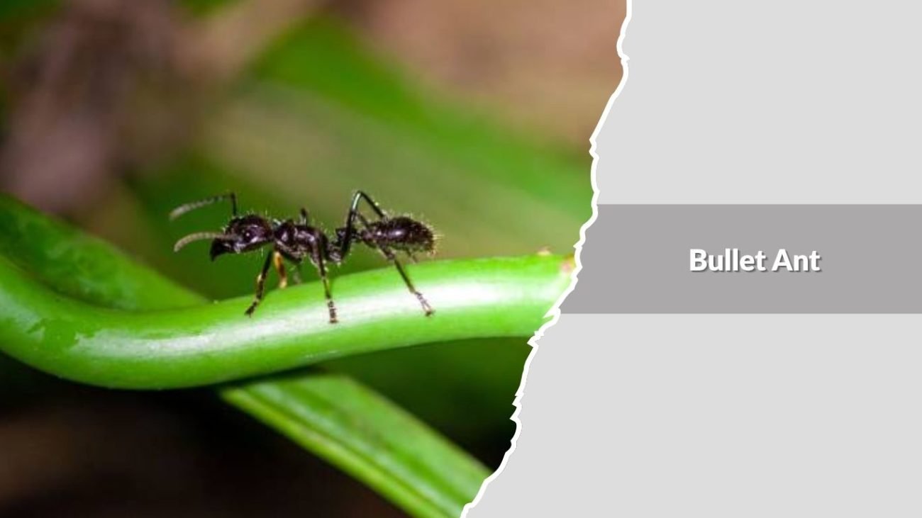 Bullet Ant