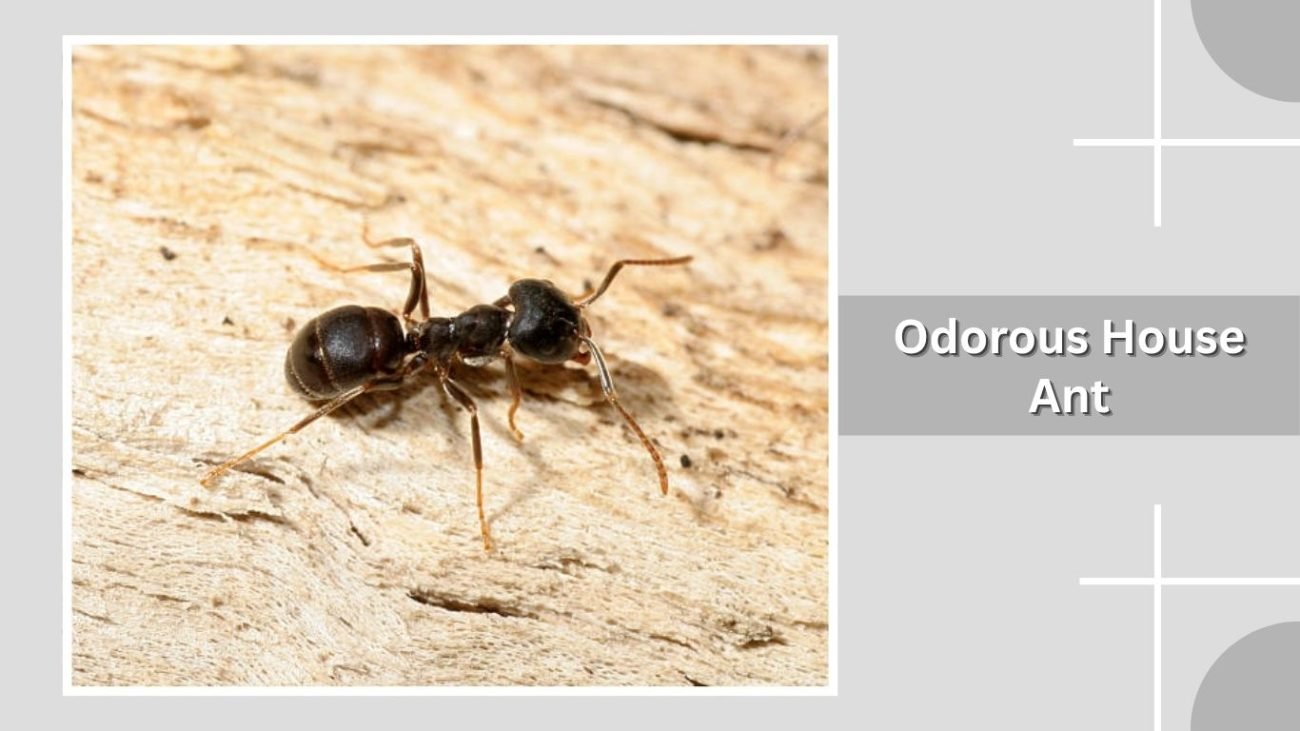 Odorous House Ant