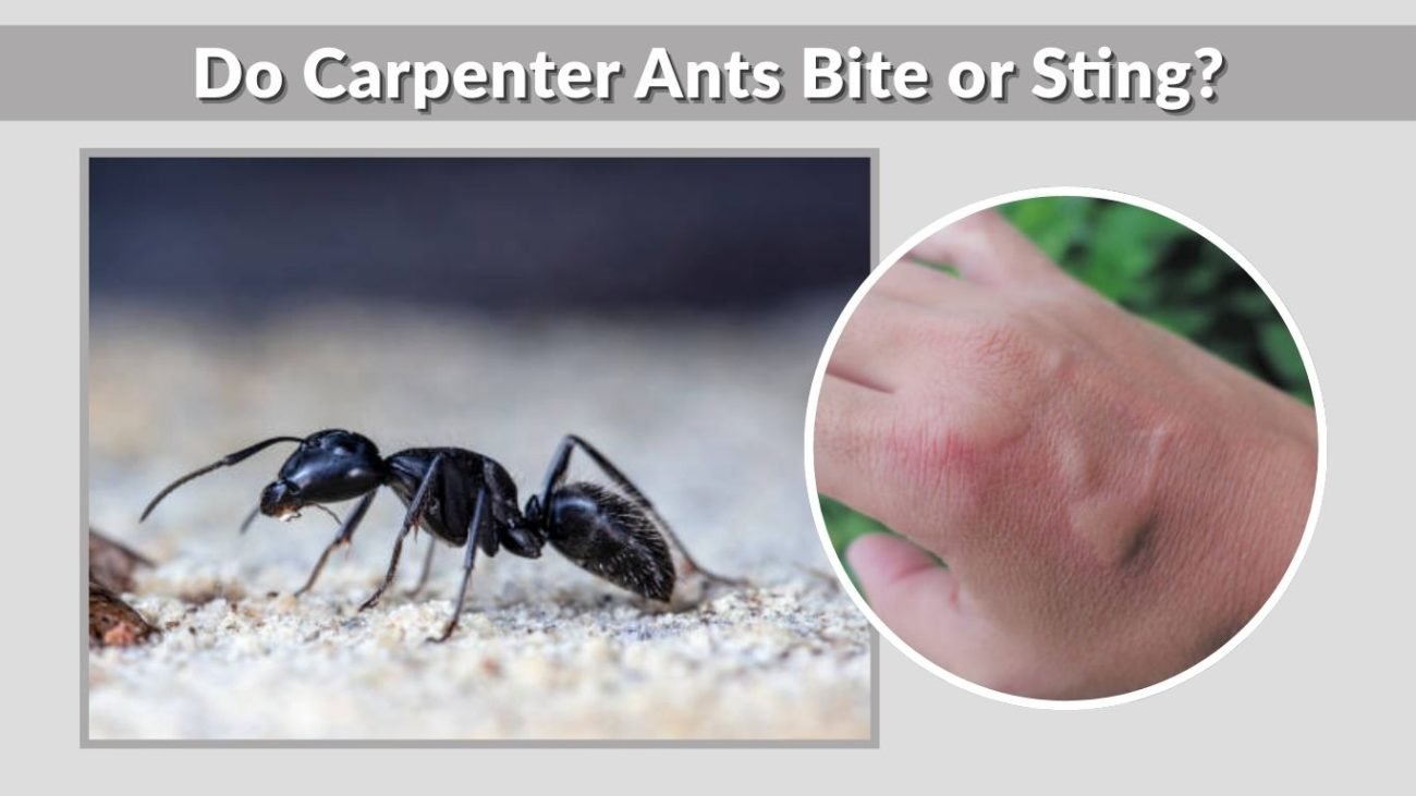 Do Carpenter Ants Bite or Sting?