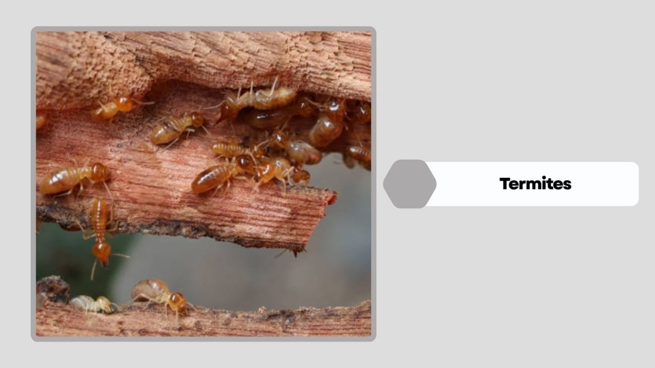 What Are Termites?