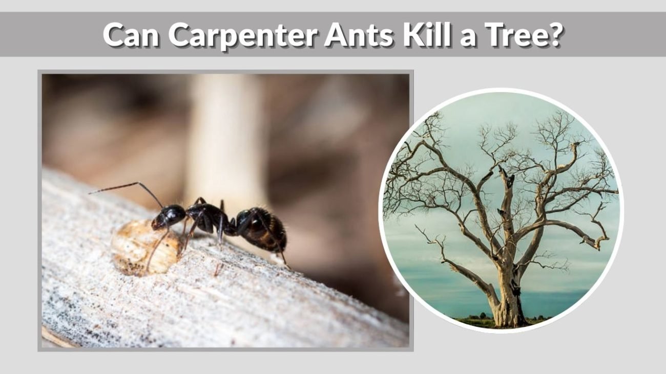 Can Carpenter Ants Kill a Tree?