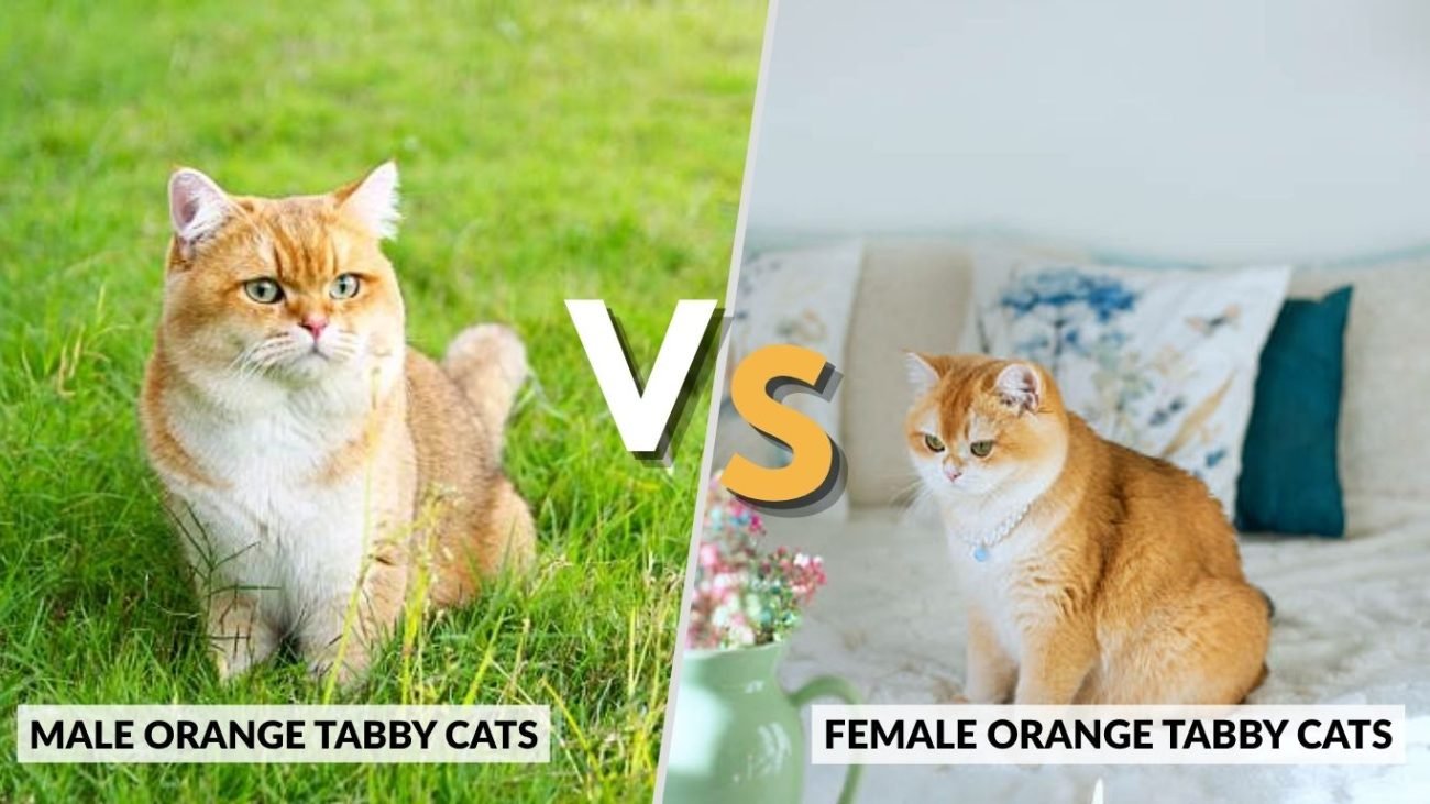 Male vs Female Orange Tabby Cats
