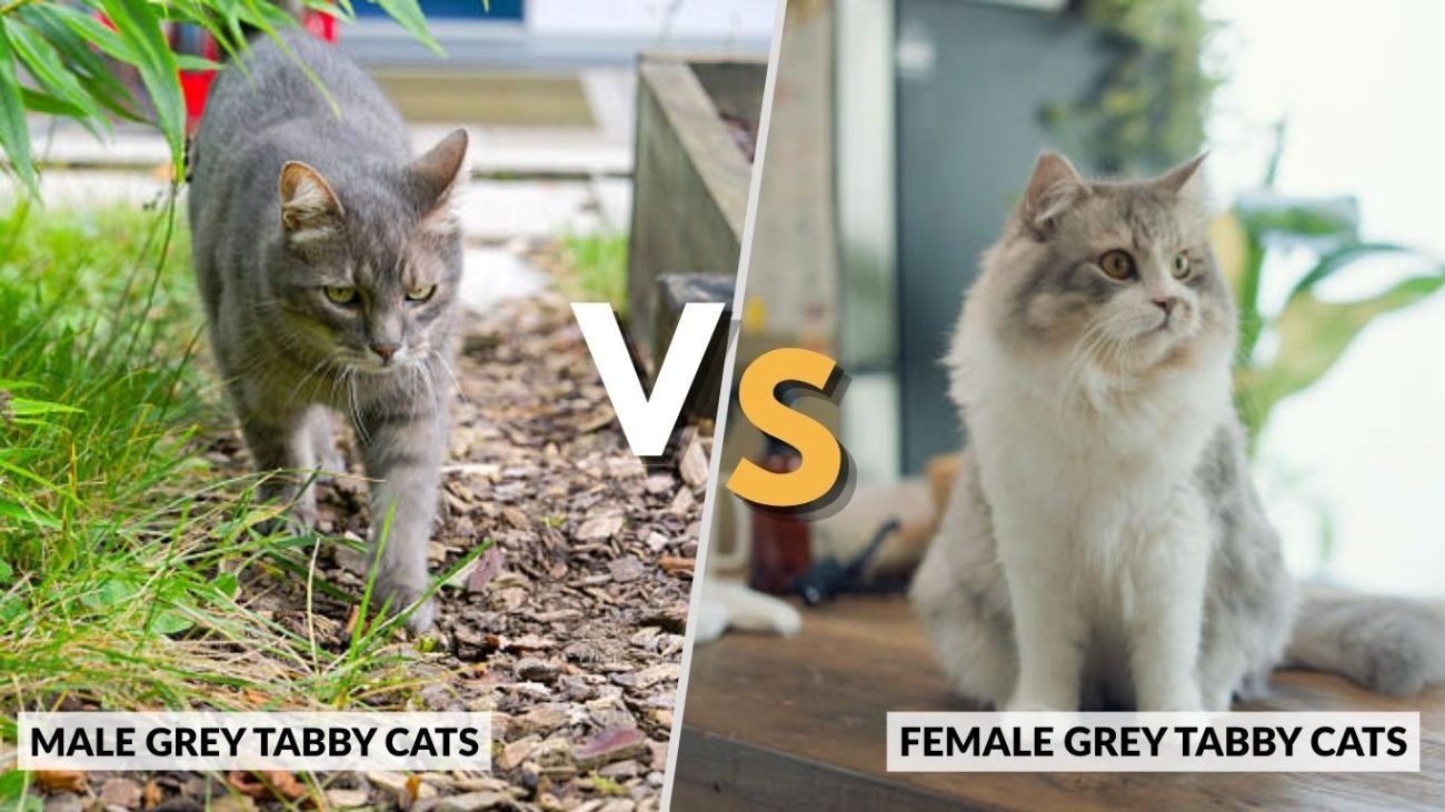 Male vs Female Grey Tabby Cats