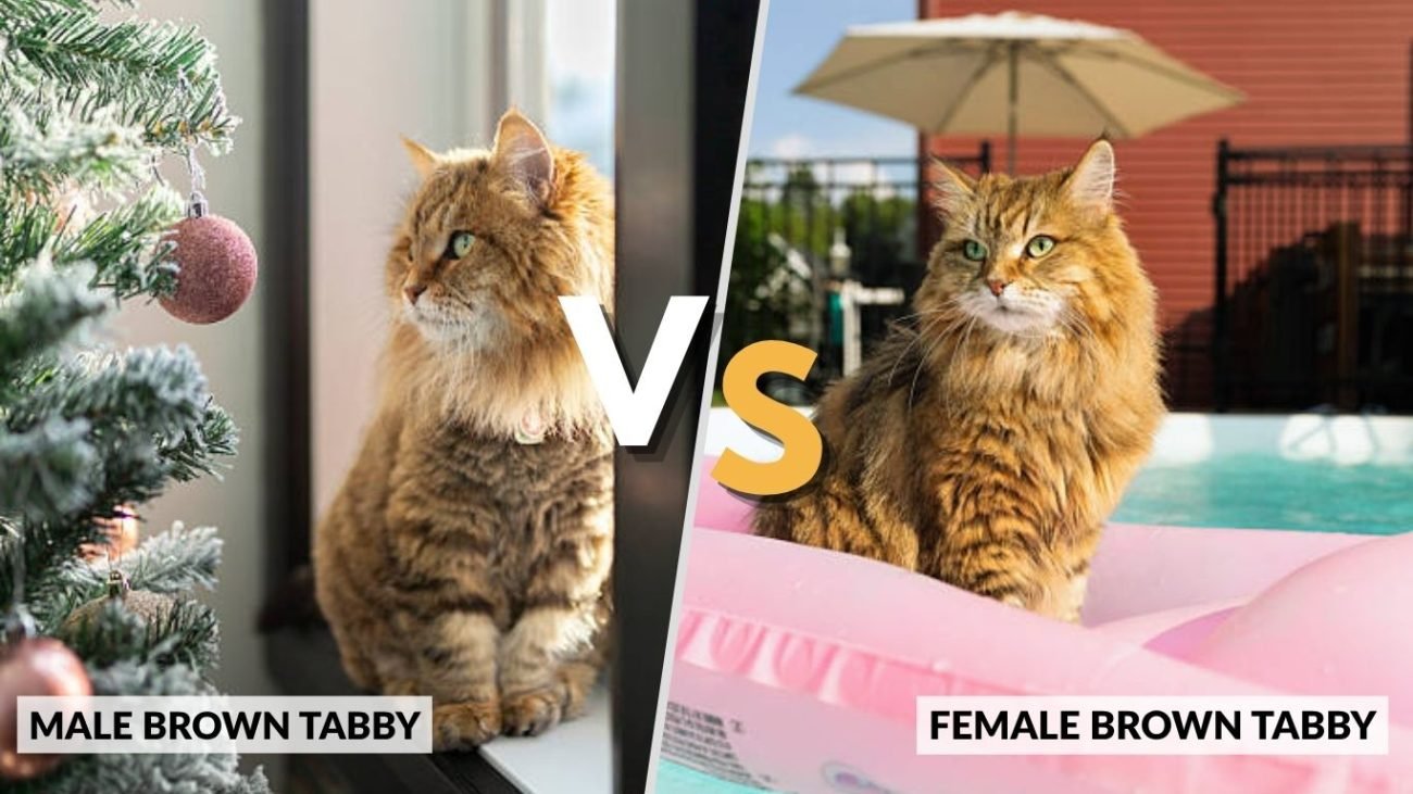 Male vs Female Brown Tabby Cats