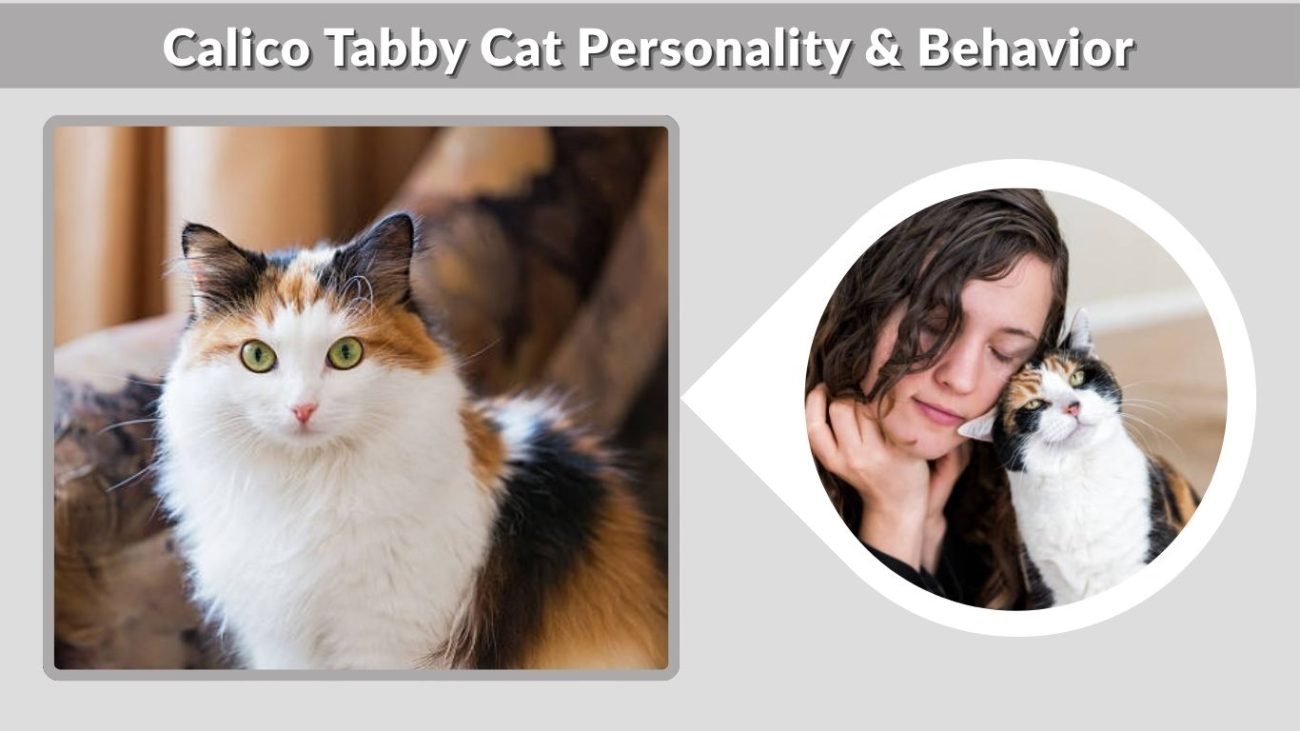 Calico Tabby Cat Personality & Behavior