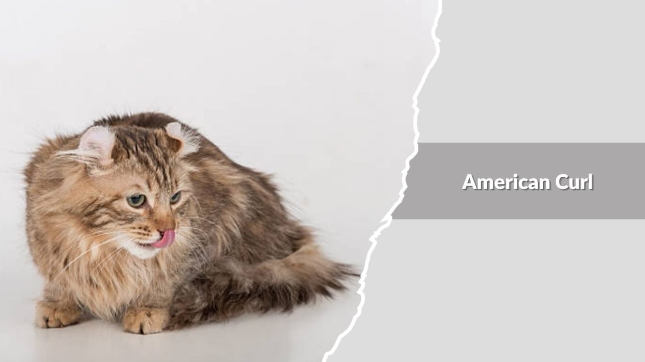 American Curl